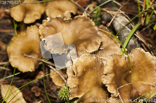Image of wild mushrooms