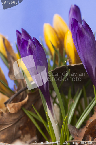 Image of crocus