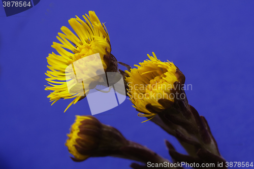 Image of coltsfoot