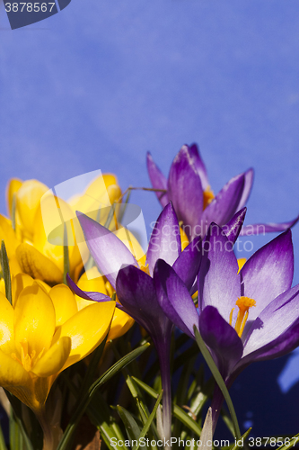 Image of crocus