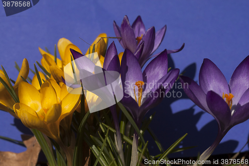 Image of crocus