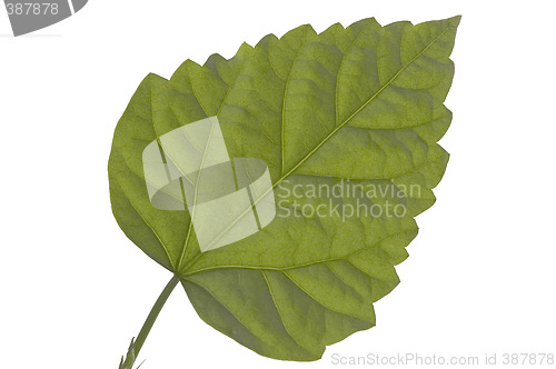 Image of Green sheet.