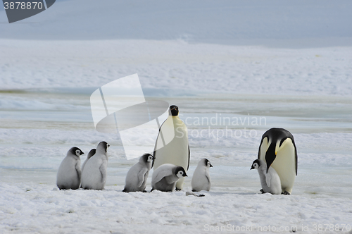 Image of Emperor Penguins with chick