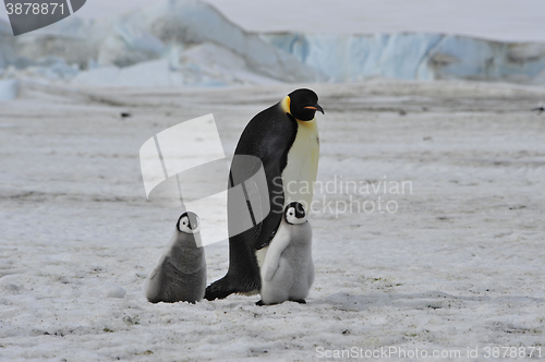 Image of Emperor Penguins with chick