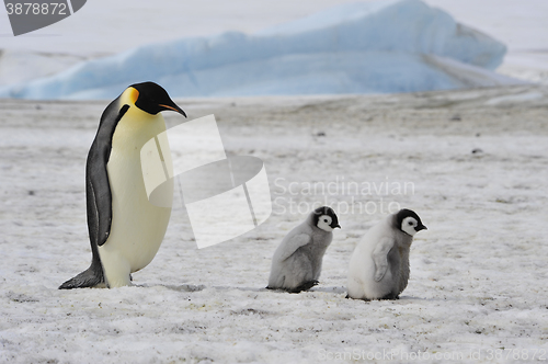 Image of Emperor Penguins with chick