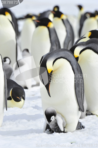 Image of Emperor Penguins with chick