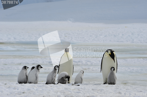 Image of Emperor Penguins with chick