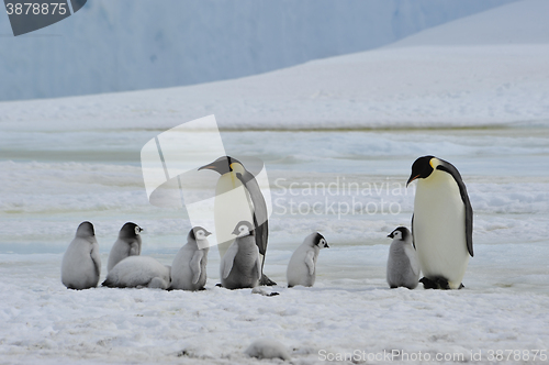 Image of Emperor Penguins with chick