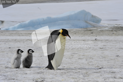 Image of Emperor Penguins with chick