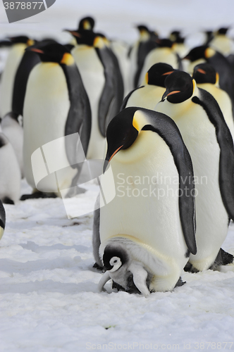 Image of Emperor Penguins with chick