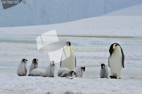 Image of Emperor Penguins with chick