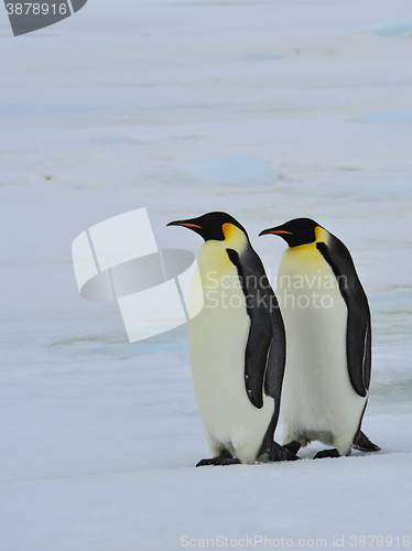 Image of Emperor Penguins with chick