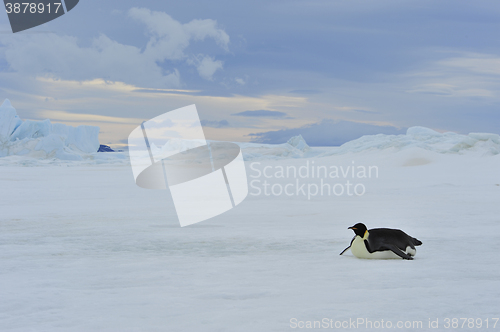 Image of Emperor Penguins with chick