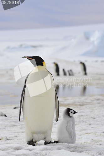 Image of Emperor Penguins with chick