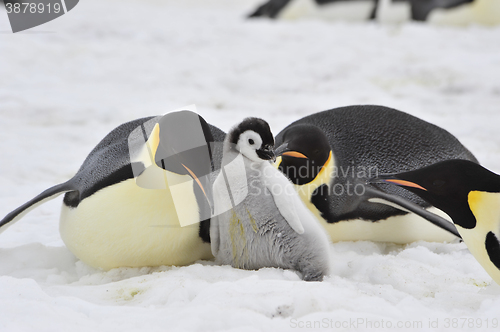 Image of Emperor Penguins with chick