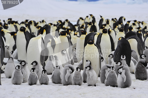 Image of Emperor Penguins with chick