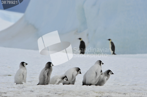 Image of Emperor Penguins  chicks