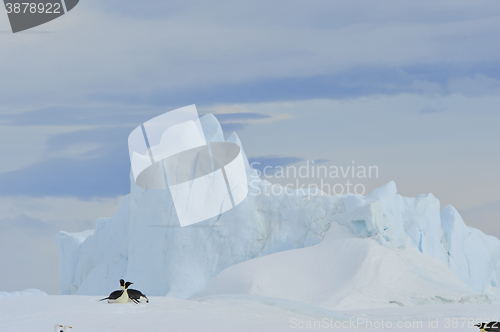 Image of Emperor Penguins with chick