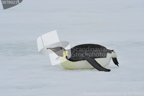 Image of Emperor Penguins with chick