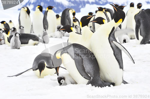 Image of Emperor Penguins with chick