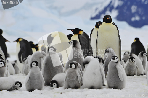 Image of Emperor Penguins with chick