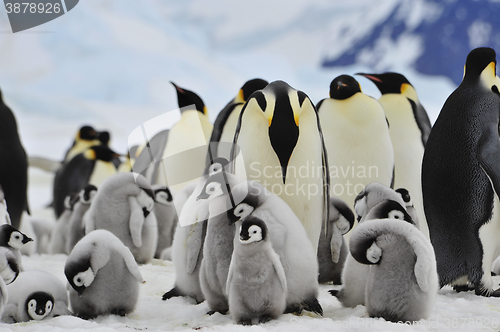 Image of Emperor Penguins with chick