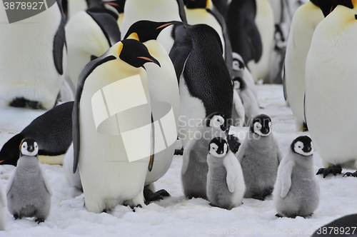 Image of Emperor Penguins with chick