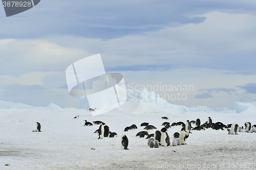 Image of Emperor Penguins with chick