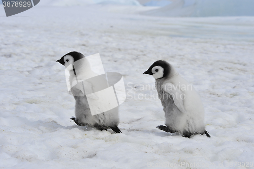 Image of Emperor Penguins  chicks