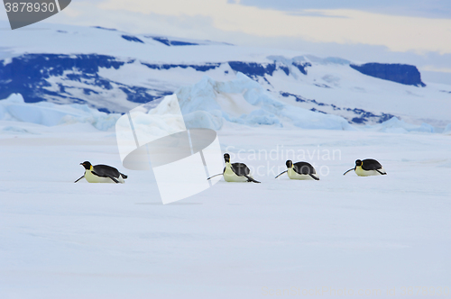 Image of Emperor Penguins in Antarctica