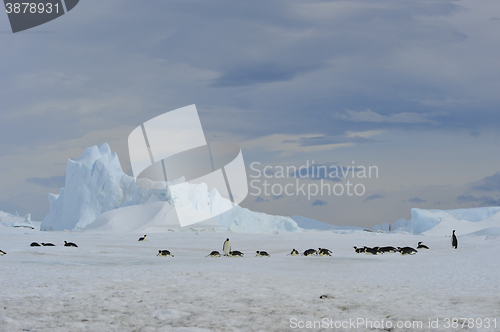 Image of Emperor Penguins with chick