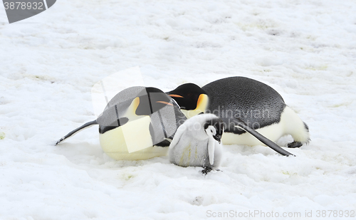 Image of Emperor Penguins with chick