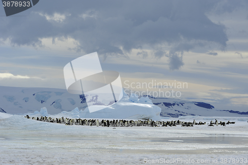 Image of Emperor Penguins with chick