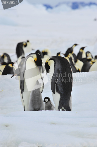 Image of Emperor Penguins with chick