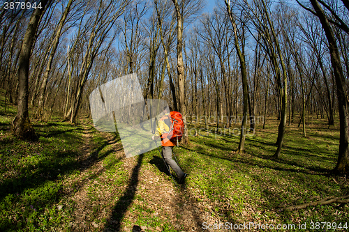 Image of Male hiker looking to the side walking in forest