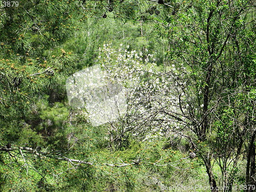 Image of Almond tree in full blossom