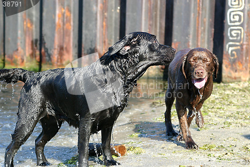 Image of Two wet dogs