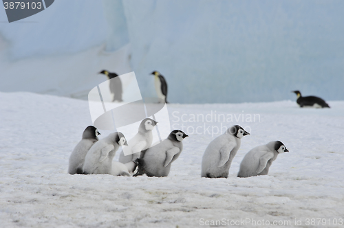 Image of Emperor Penguins with chick