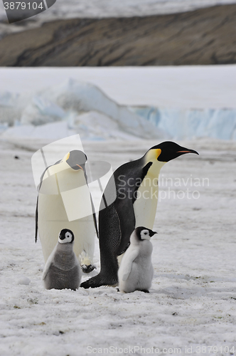 Image of Emperor Penguins with chick