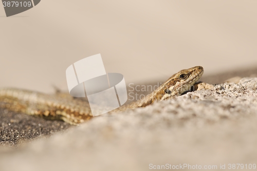 Image of Lizard on the ground