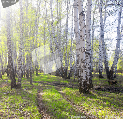 Image of spring birch forest