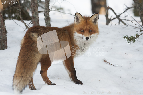 Image of fox in snow