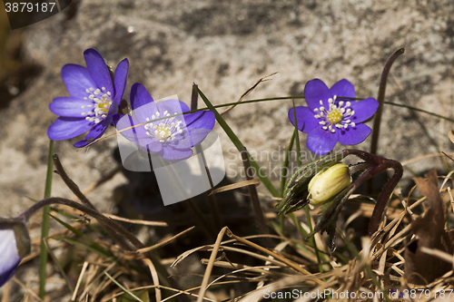 Image of blue anemones