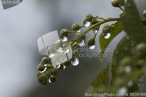 Image of water drops