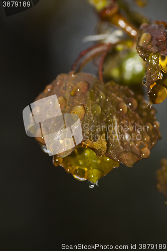 Image of wet leaf