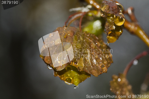 Image of wet leaf