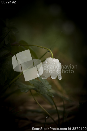 Image of wet wood anemone