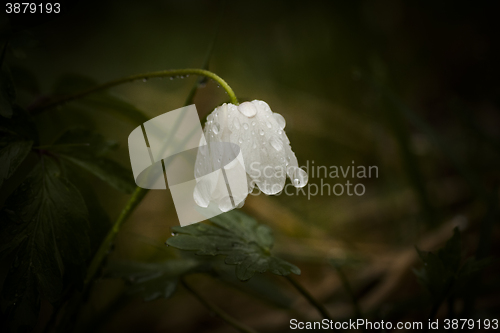 Image of wood anemone with drops