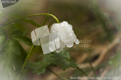 Image of 
