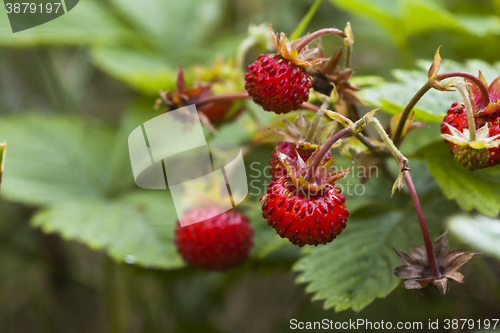 Image of woodland strawberries